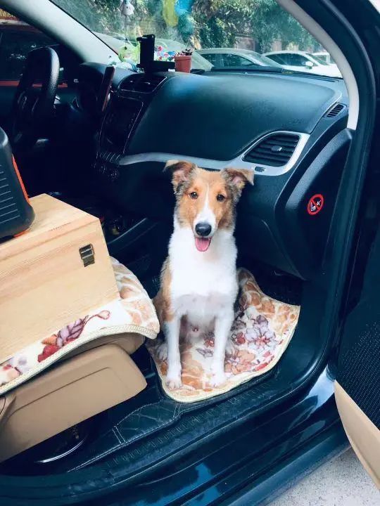 58歲的她，自駕房車(chē)旅居，一人兩犬，活成了自己喜歡的樣子